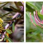 Australia Flora - Origin and Affinity