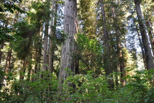 Redwood National Park, California