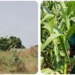 Gambia Agriculture, Fishing and Forestry