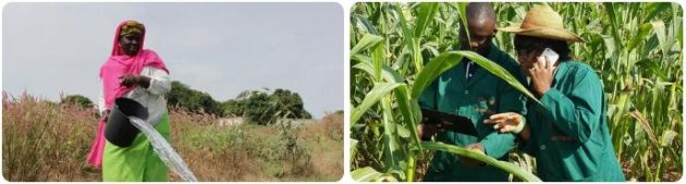 Gambia Agriculture